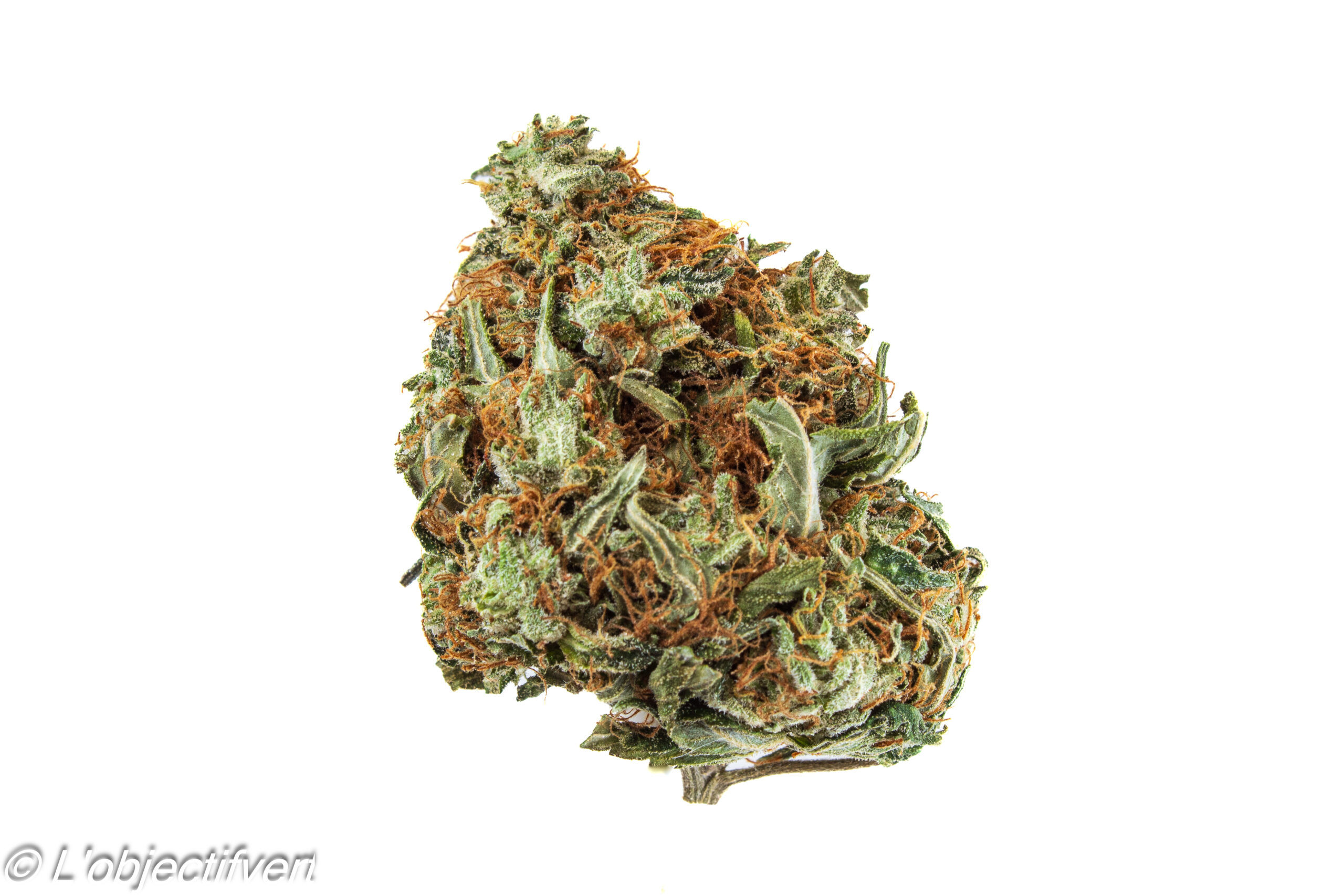 Blue Fin Tuna (AAAA-) Gas! photo review